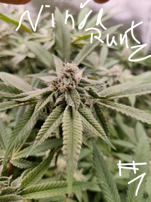 Grafting plant (multiple strain mom). Week 33