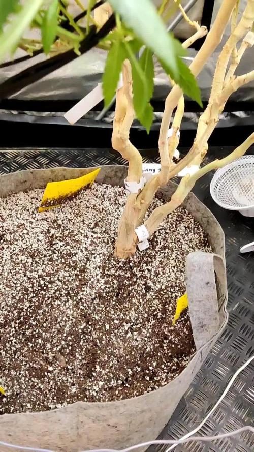Grafting plant (multiple strain mom)