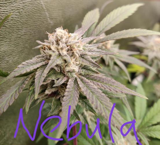 Grafting plant (multiple strain mom). Week 34