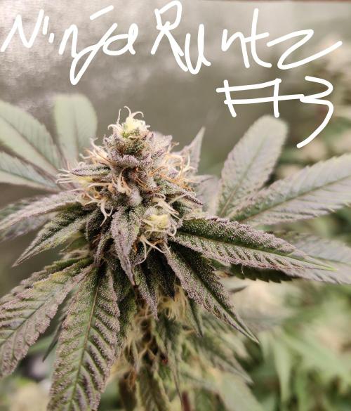 Grafting plant (multiple strain mom). Week 34