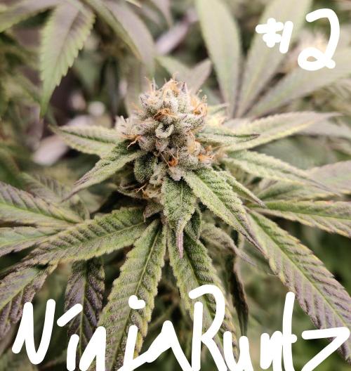 Grafting plant (multiple strain mom). Week 34