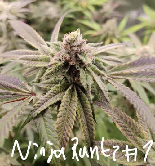 Grafting plant (multiple strain mom). Week 34