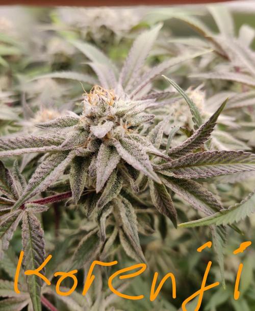 Grafting plant (multiple strain mom). Week 34