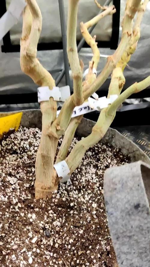 Grafting plant (multiple strain mom)