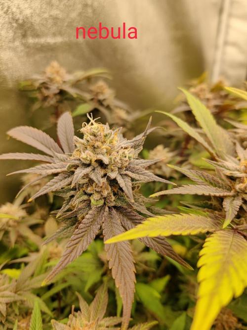 Grafting plant (multiple strain mom). Week 35
