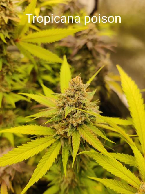 Grafting plant (multiple strain mom). Week 35