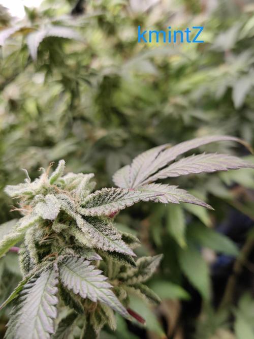 Grafting plant (multiple strain mom). Week 35