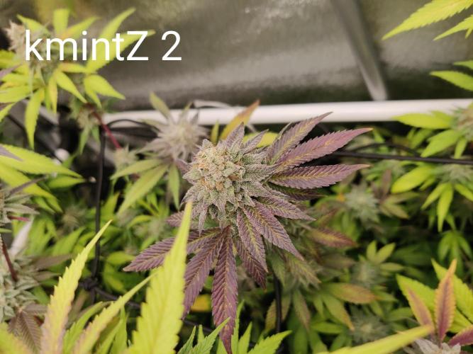 Grafting plant (multiple strain mom). Week 35