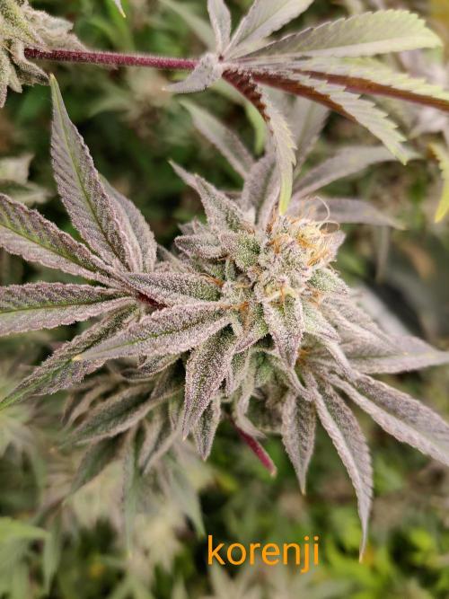 Grafting plant (multiple strain mom). Week 35