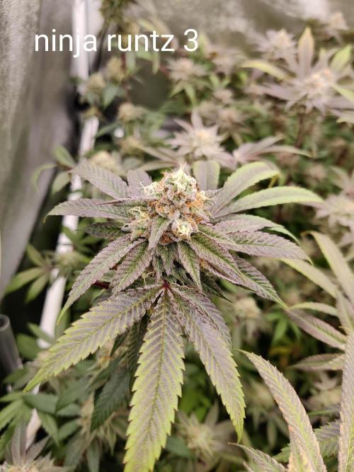 Grafting plant (multiple strain mom). Week 35