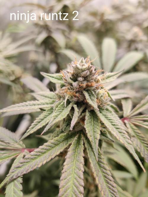 Grafting plant (multiple strain mom). Week 35