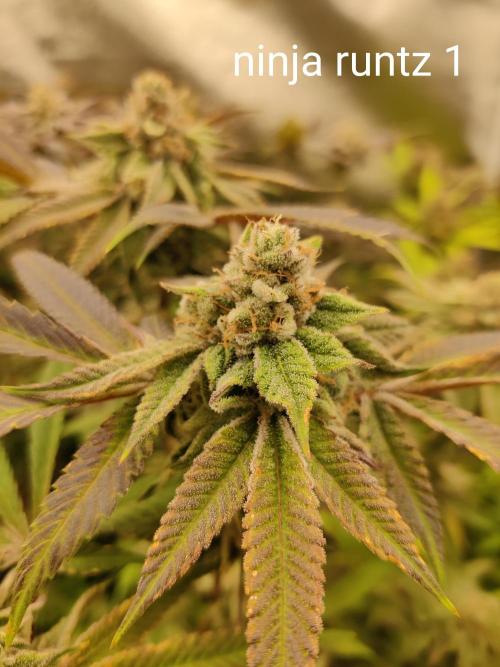 Grafting plant (multiple strain mom). Week 35
