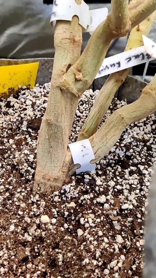 Grafting plant (multiple strain mom)