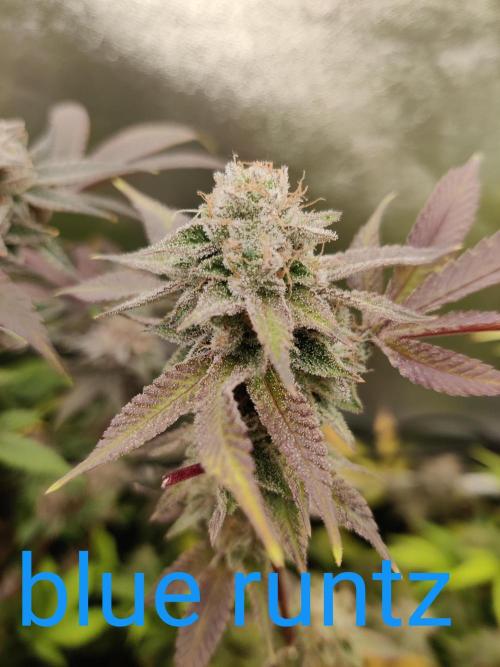 Grafting plant (multiple strain mom). Week 36