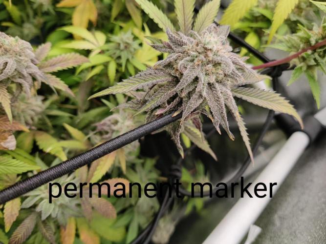 Grafting plant (multiple strain mom). Week 36