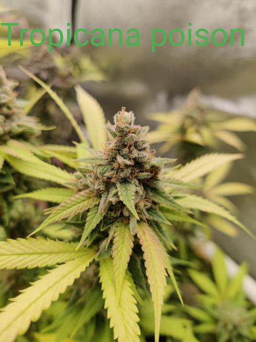 Grafting plant (multiple strain mom). Week 36