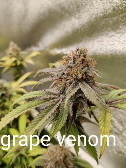 Grafting plant (multiple strain mom). Week 36