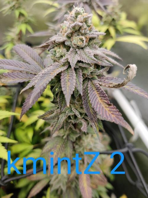 Grafting plant (multiple strain mom). Week 36