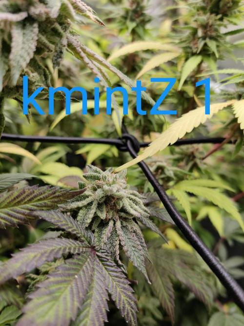 Grafting plant (multiple strain mom). Week 36