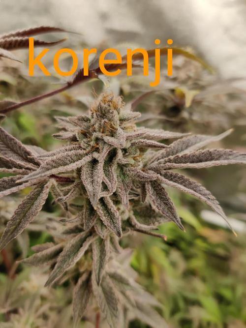 Grafting plant (multiple strain mom). Week 36
