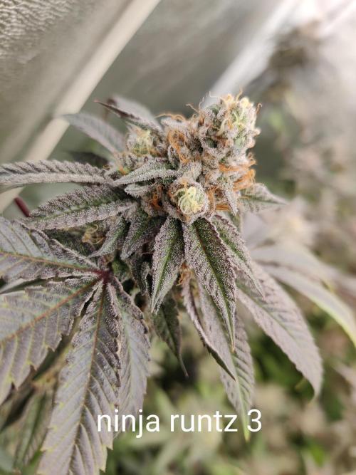 Grafting plant (multiple strain mom). Week 36