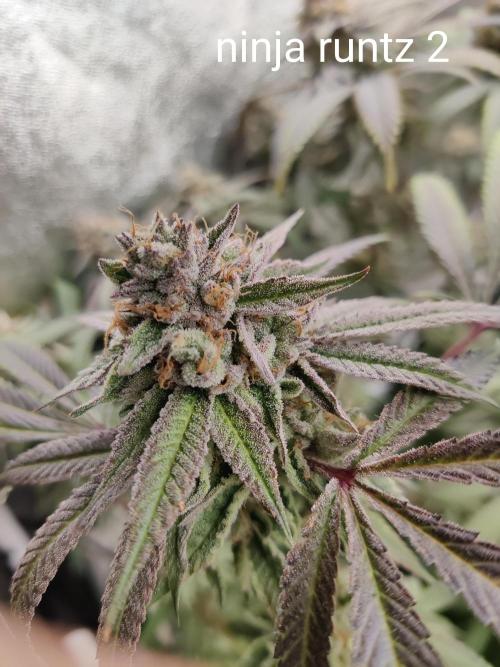 Grafting plant (multiple strain mom). Week 36