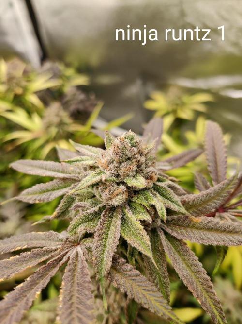 Grafting plant (multiple strain mom). Week 36