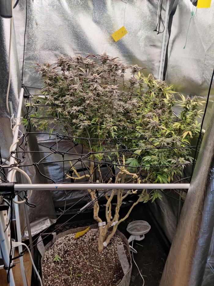 Grafting plant (multiple strain mom). Week 37