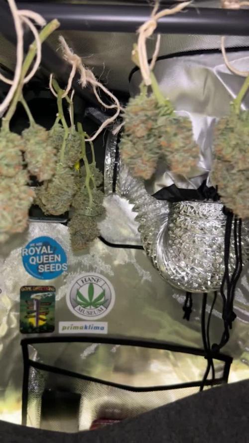 Purple Queen Auto