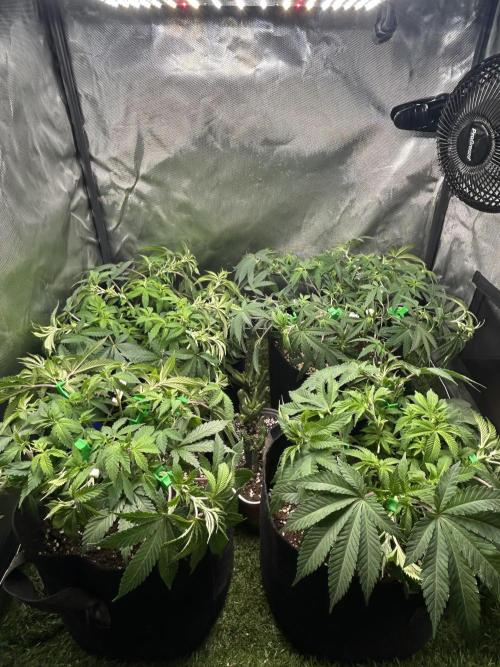 4 Fruit Spirit. Week 8