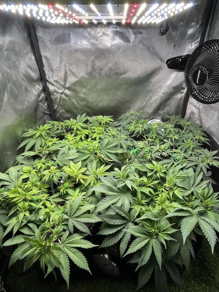 4 Fruit Spirit. Week 9