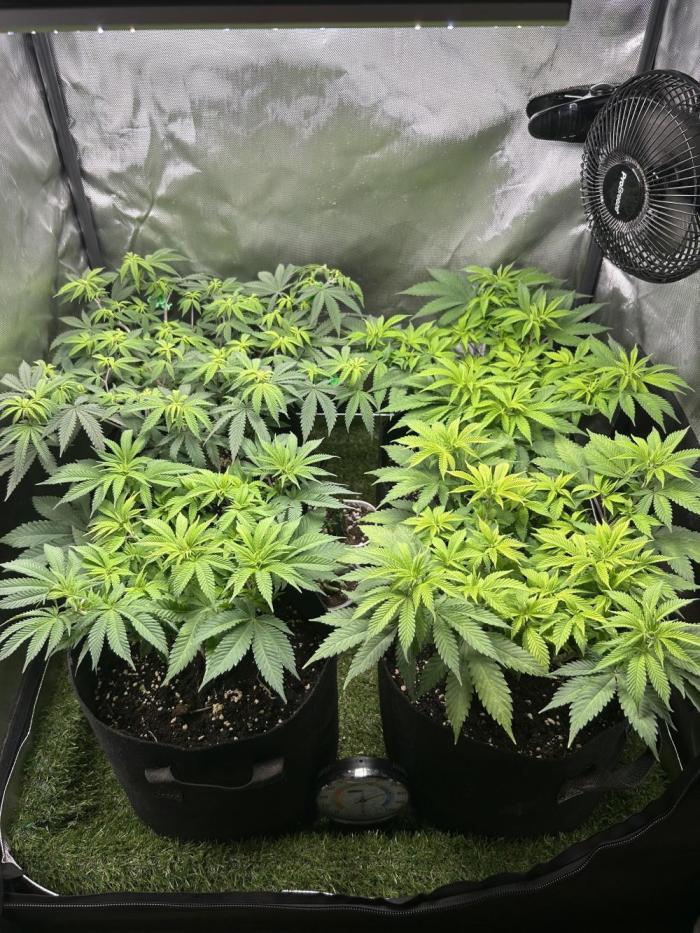 4 Fruit Spirit. Week 10