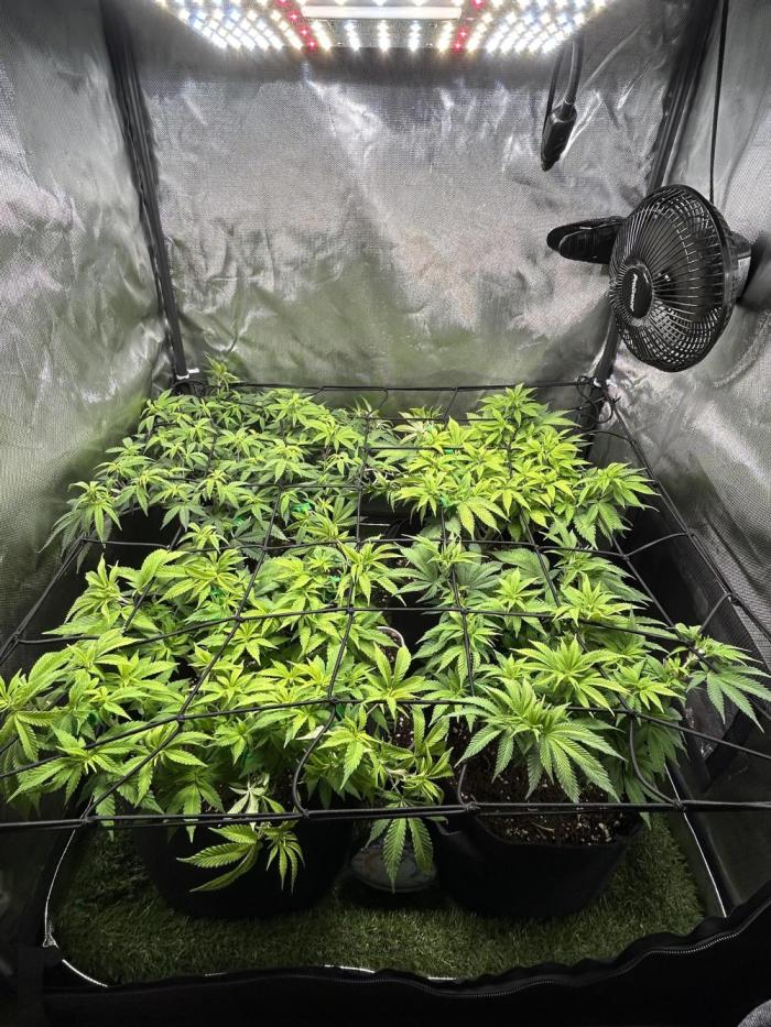 4 Fruit Spirit. Week 11