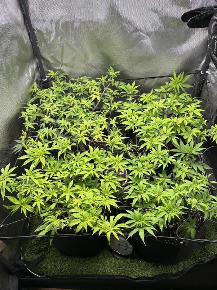 4 Fruit Spirit. Week 12