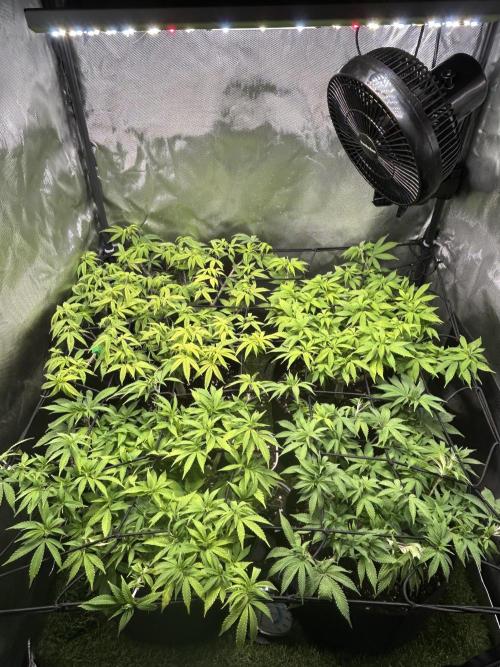 4 Fruit Spirit. Week 13