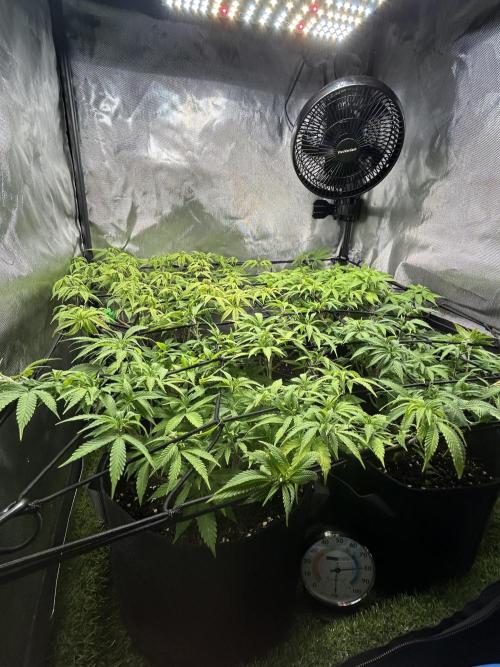 4 Fruit Spirit. Week 13