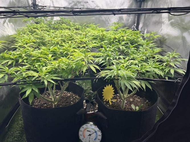 4 Fruit Spirit. Week 15