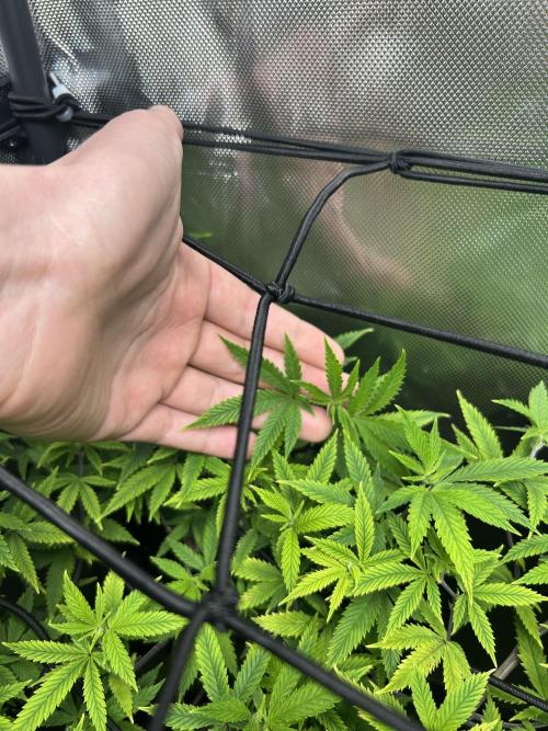 4 Fruit Spirit. Week 15