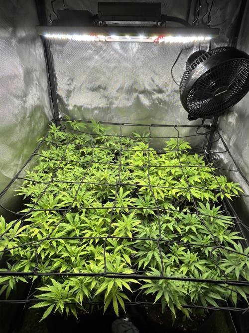 Fruit Spirit ScrOG. Week 16