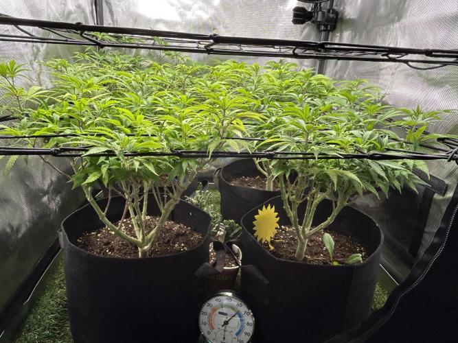 Fruit Spirit ScrOG. Week 16