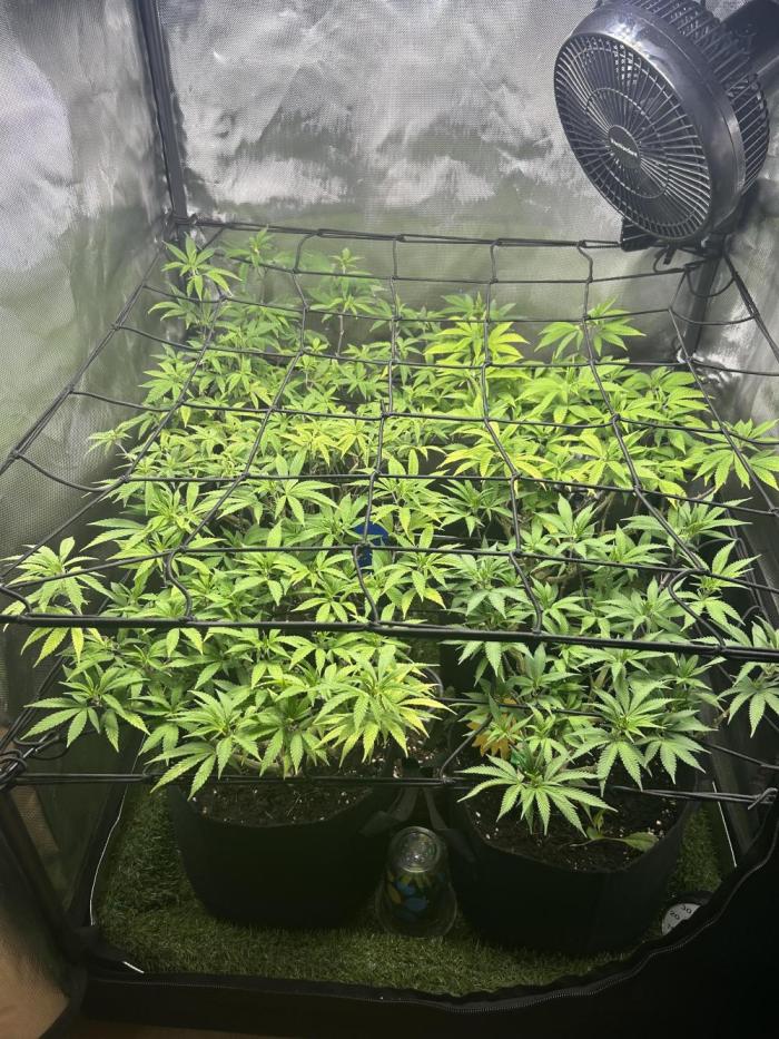 Fruit Spirit ScrOG. Week 17