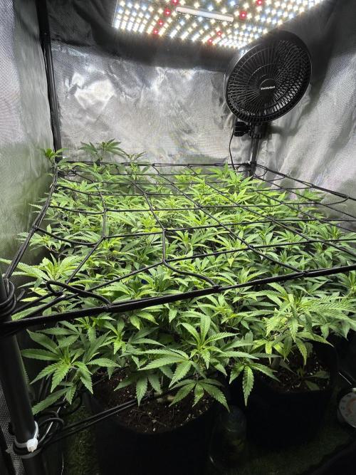 Fruit Spirit ScrOG. Week 18