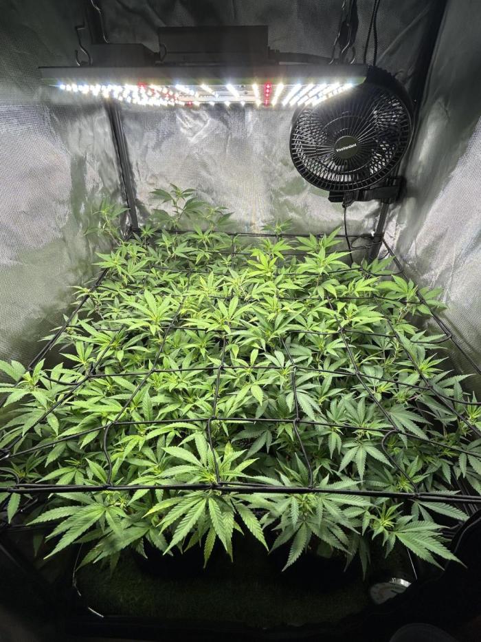 Fruit Spirit ScrOG. Week 19