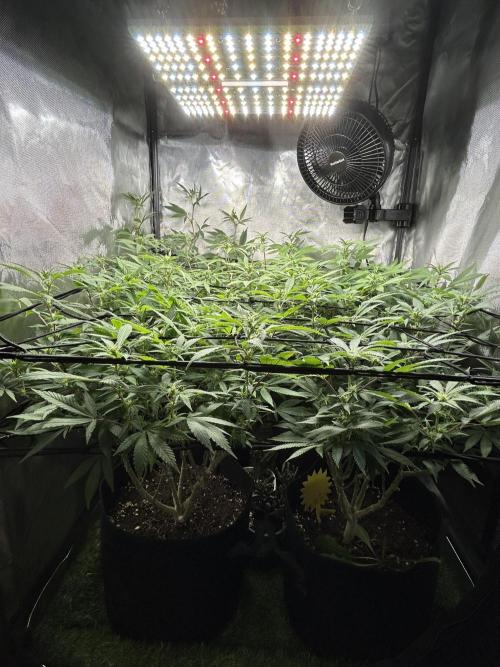 Fruit Spirit ScrOG. Week 20