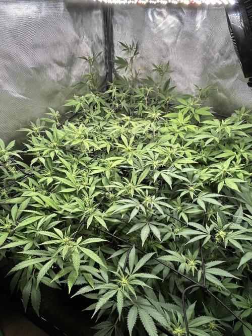 Fruit Spirit ScrOG. Week 20