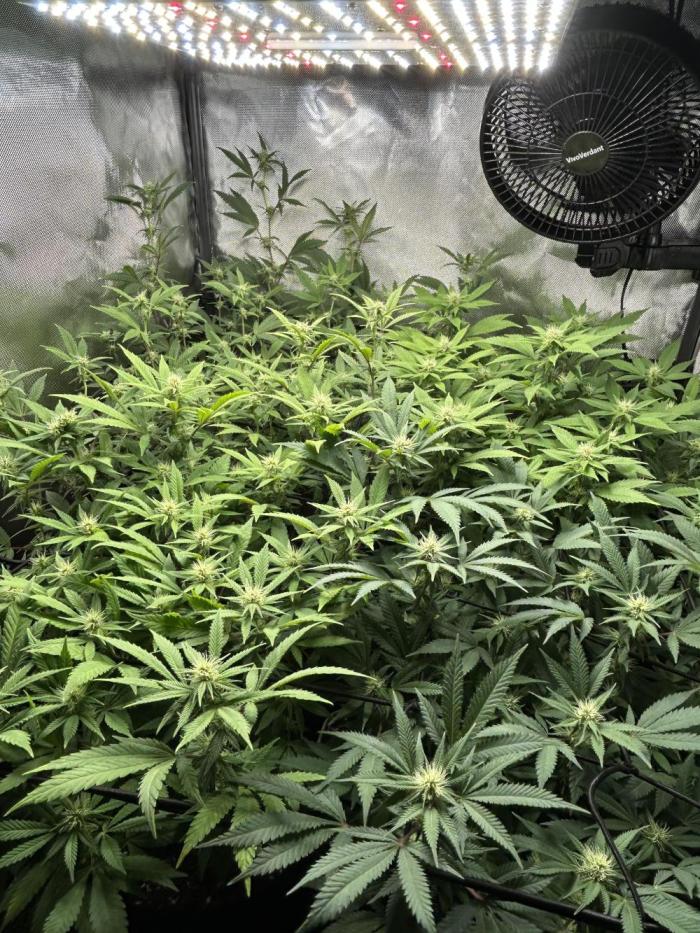 Fruit Spirit ScrOG. Week 21