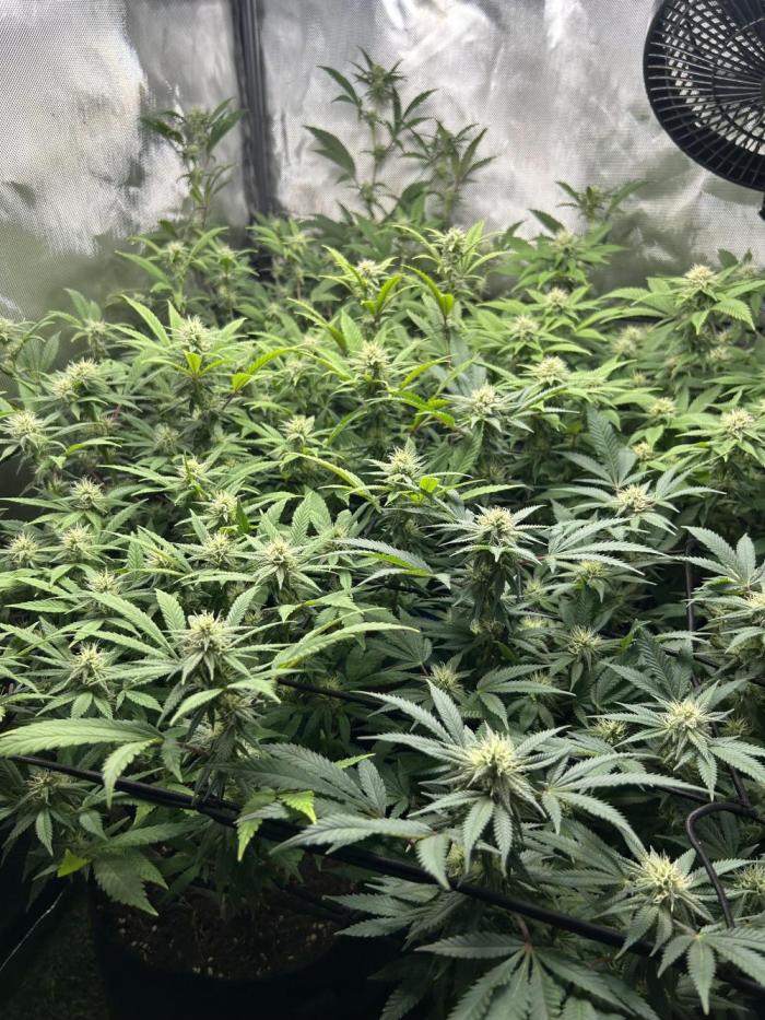 Fruit Spirit ScrOG. Week 22