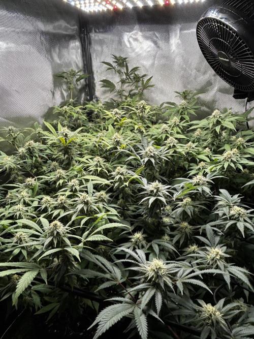 Fruit Spirit ScrOG. Week 23