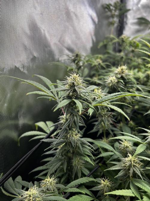 Fruit Spirit ScrOG. Week 23