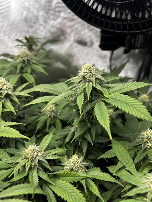 Fruit Spirit ScrOG. Week 23